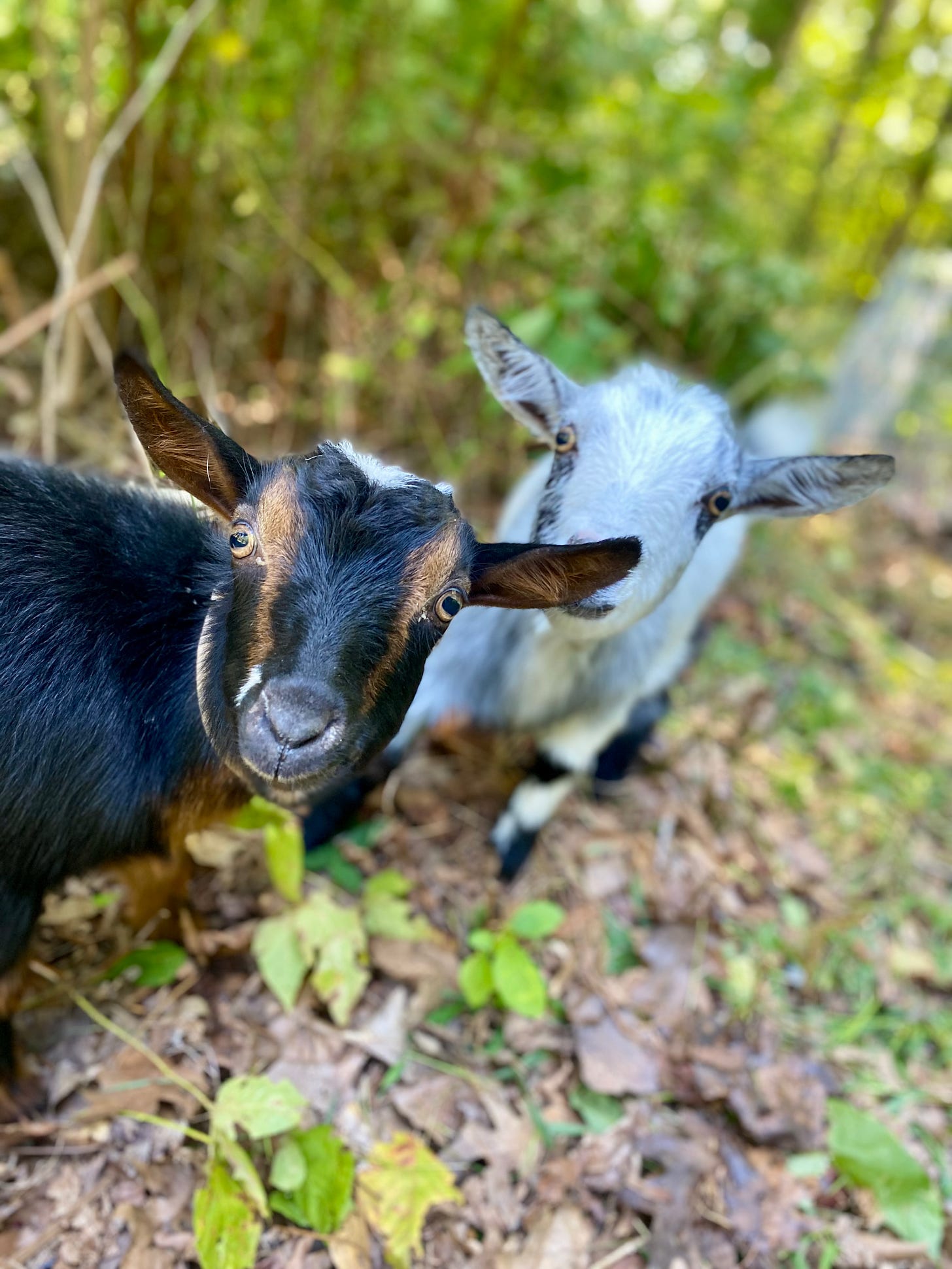 A brown goat with a gray goat