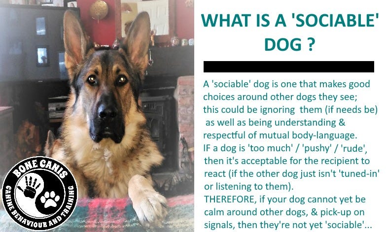 May be an image of dog and text that says 'WHAT IS A 'SOCIABLE' DOG? A 'sociable' dog is one that makes good choices around other dogs they ; this could be ignoring them (if needs be) as well as being understanding & respectful of mutual body-language. IF a dog is 'too much' / 'pushy' 'rude', then it's acceptable for the recipient to react (if the other dog just isn't 'tuned-in' or listening to them). THEREFORE, if your dog cannot yet be calm around other dogs, & pick-up on signals, then they're not yet 'sociable'... SONEGANIS BONE CANIS CANIS CANI 9ย PMNN P AND'