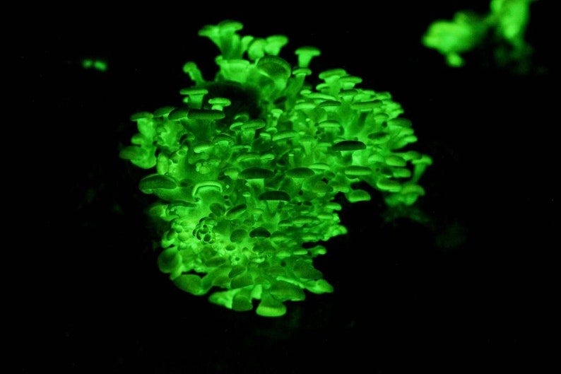 Glow in the dark Bioluminescent Mushroom Liquid Culture, Panellus Stipticus image 1