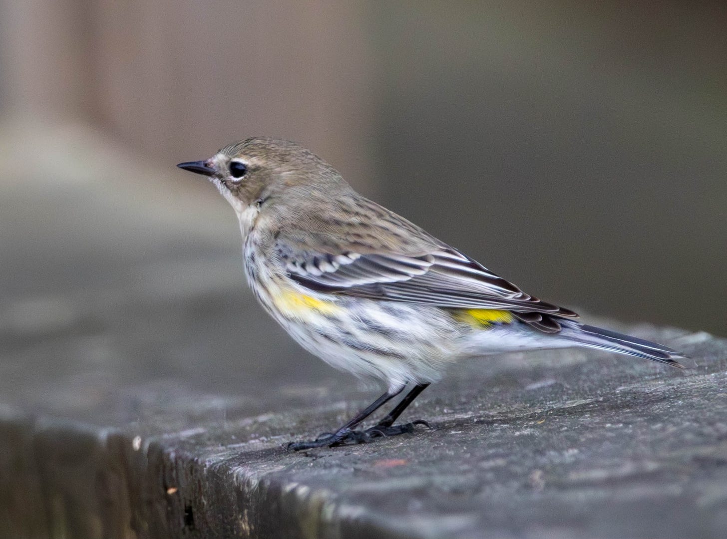 a yellow-rumped warbler pierced on the boardwalk handrail