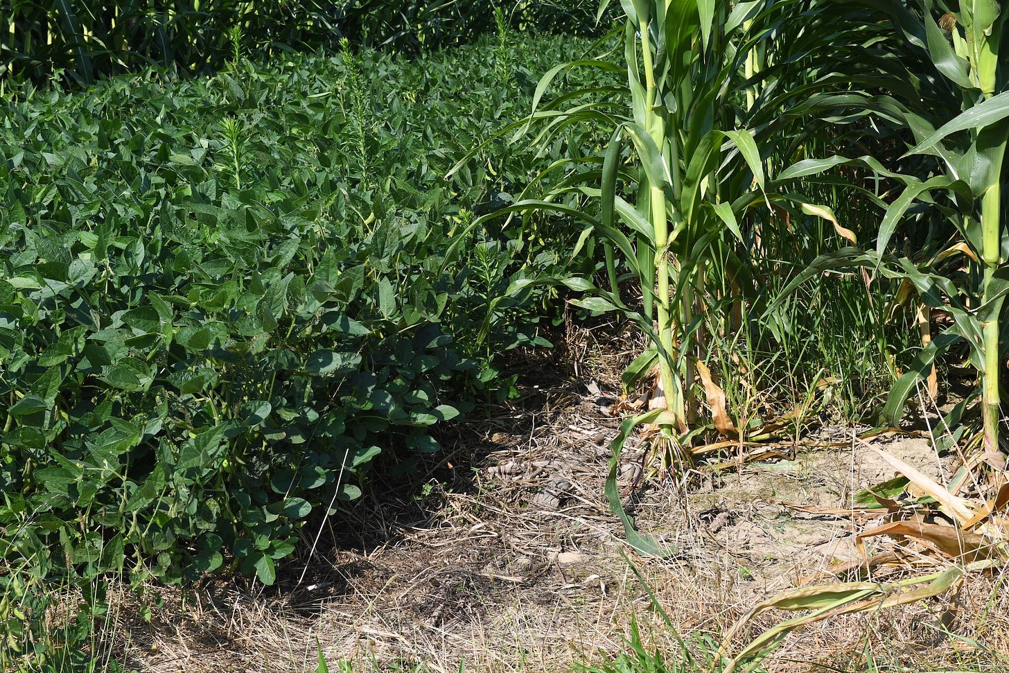 corn and soybean plants on a field filled with crop debris
