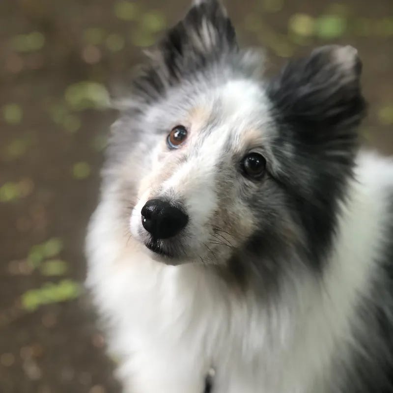 A white Sheltie dog with grey ears and fur around her face looks soulfully  at the camera