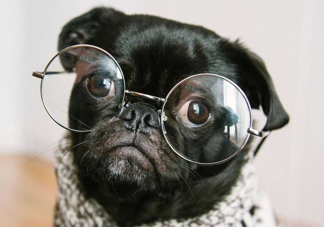 adult black pug