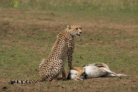 Cheetah Hunting a Gazelle - 500px