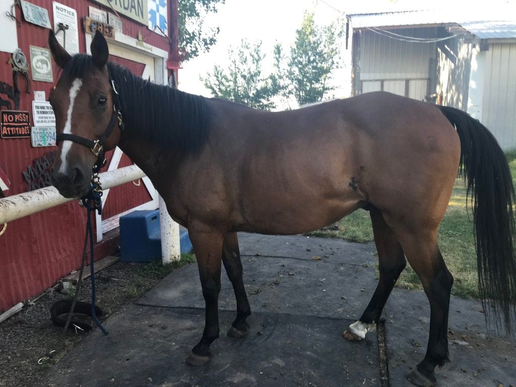 Bay Quarab gelding with thin blaze and white sock on right hind