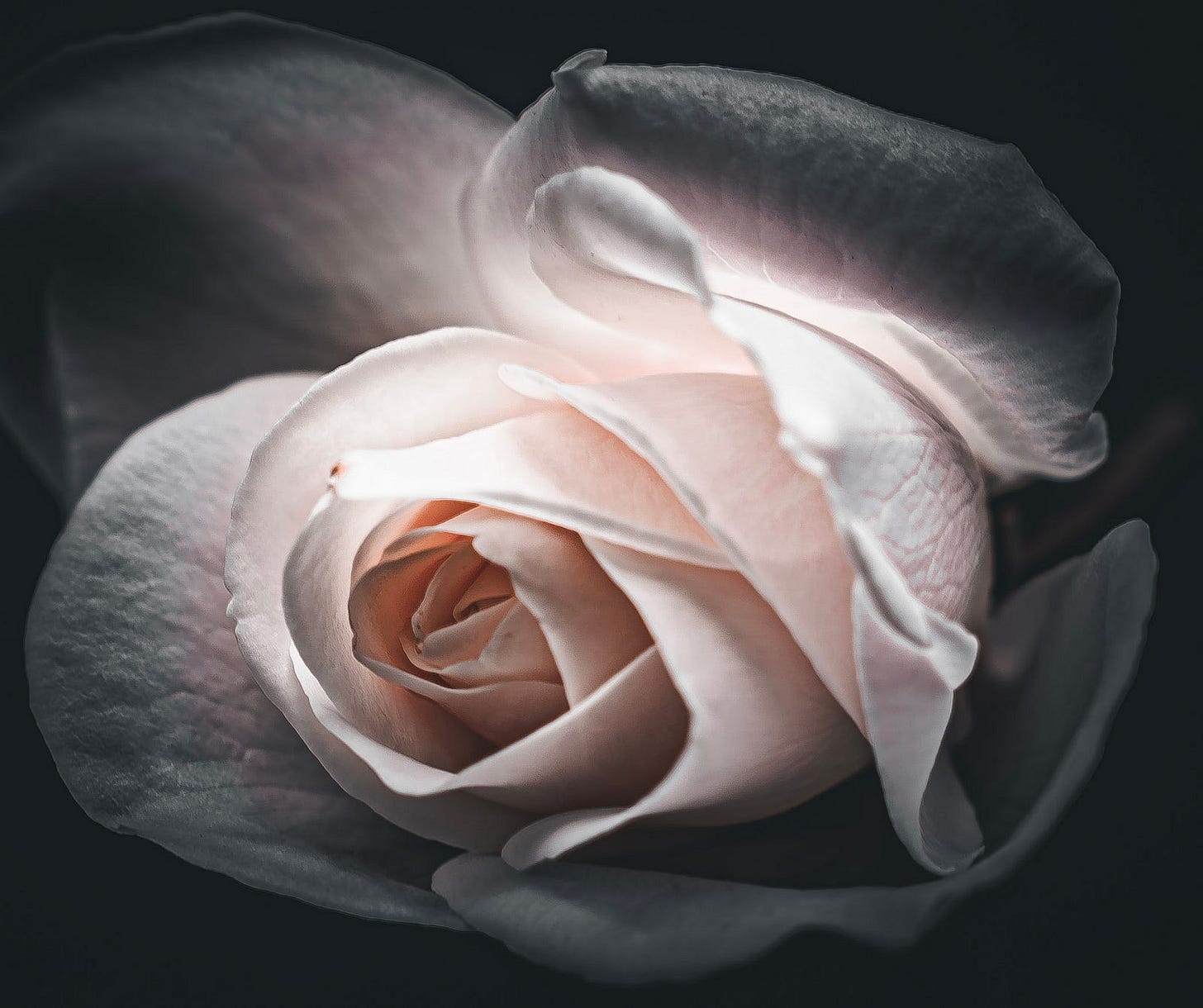 Macro color image of a white rose pinkesh in the light.