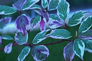 Variegated Dogwood