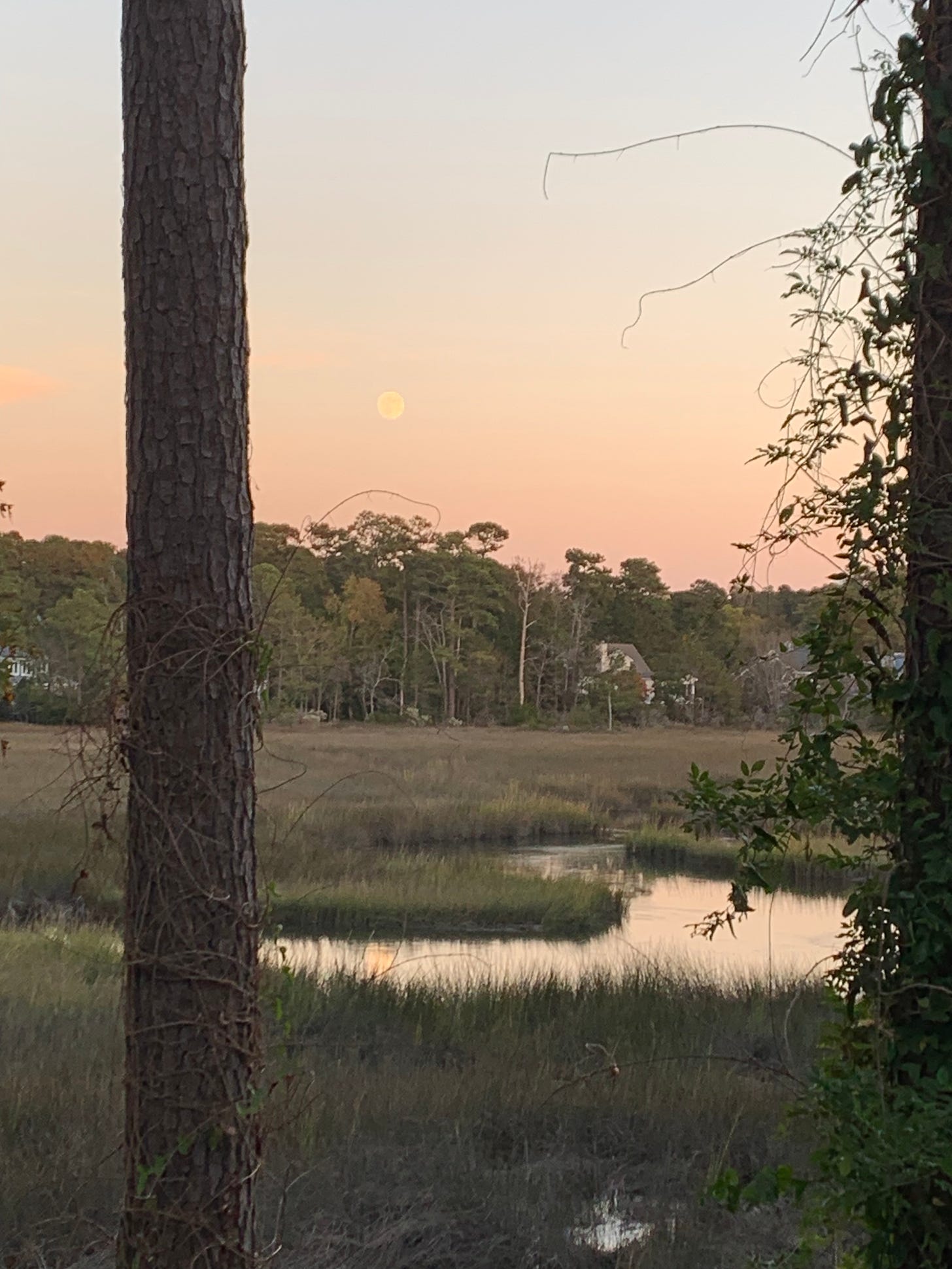 Moonrise in a pink-sky evening over a salt marsh.