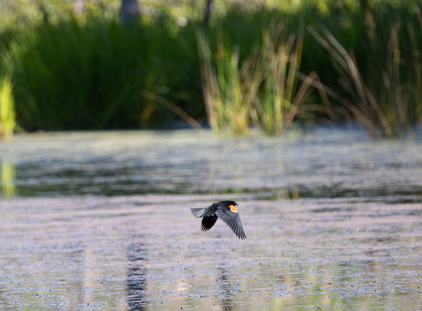 A male, redwing blackbird flies low over a swampy wetland with green plants in the background