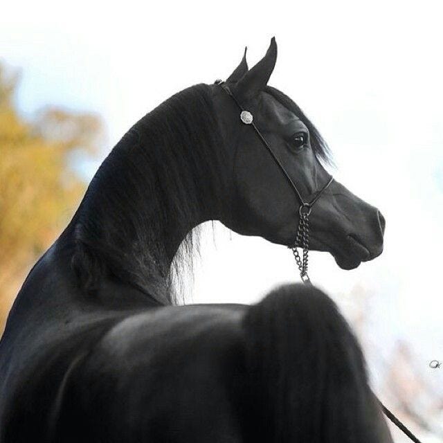 خيل Horse | Beautiful arabian horses, Black arabian horse, Horses