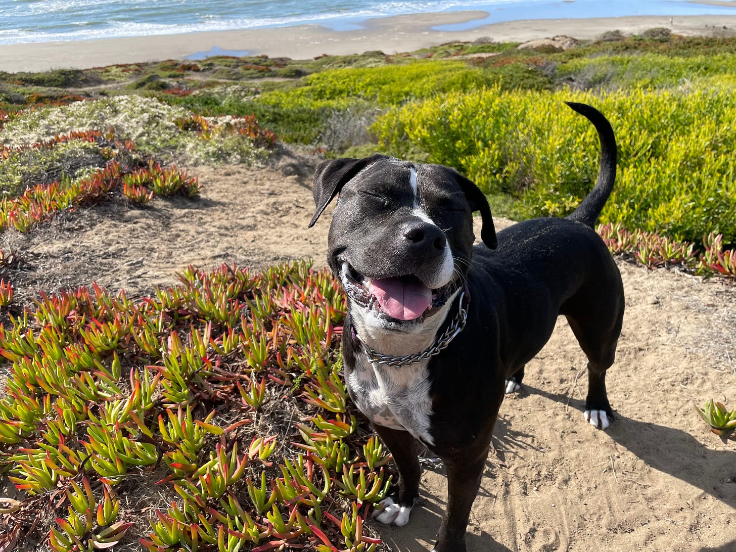 Black and white dog smiling with her eyes closed. You can see the ocean in the background.