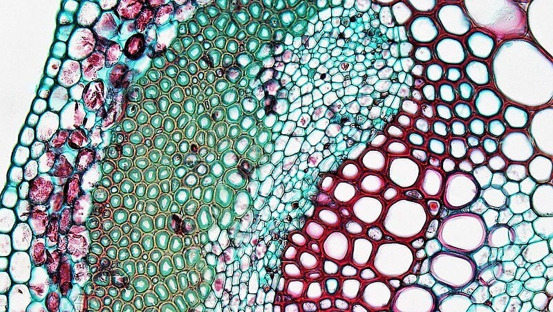 Vascular bundle in a clover leaf viewed under the microscope. Image credit: Berkshire Community College Bioscience Image Library.