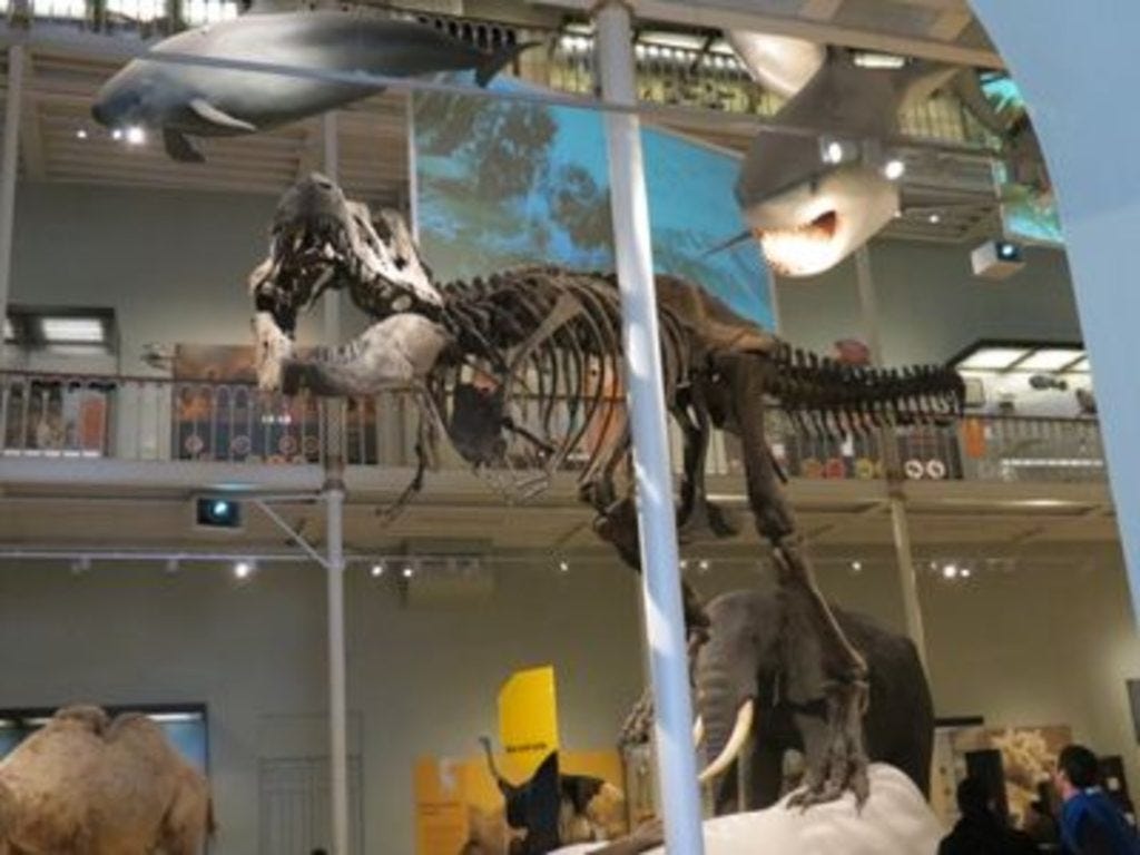 National Museum of Scotland - Dinosaur skeleton