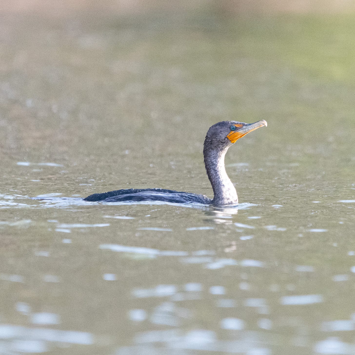 A gray bird with a snakelike neck and beady pale blue eyes swims in lime green water