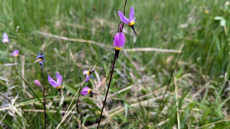 Purple flowers called shooting stars, I think, because they look a bit like a comet with the tail streaming behind