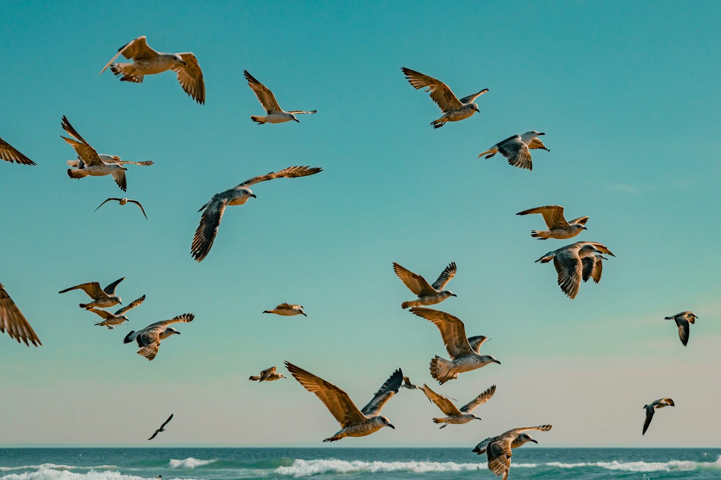 a flock of birds flying over the ocean and against a blue sky