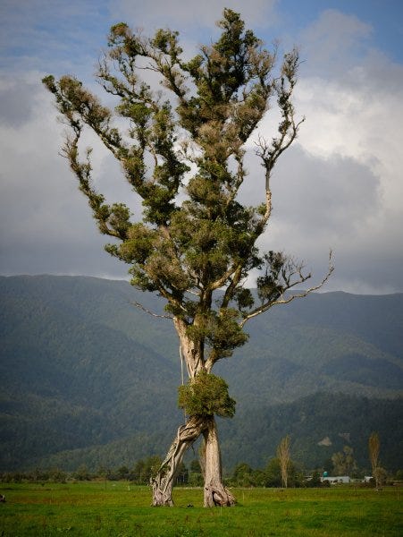 un árbol solitario de Nueva Zelanda que parece un ent del señor de los anillos