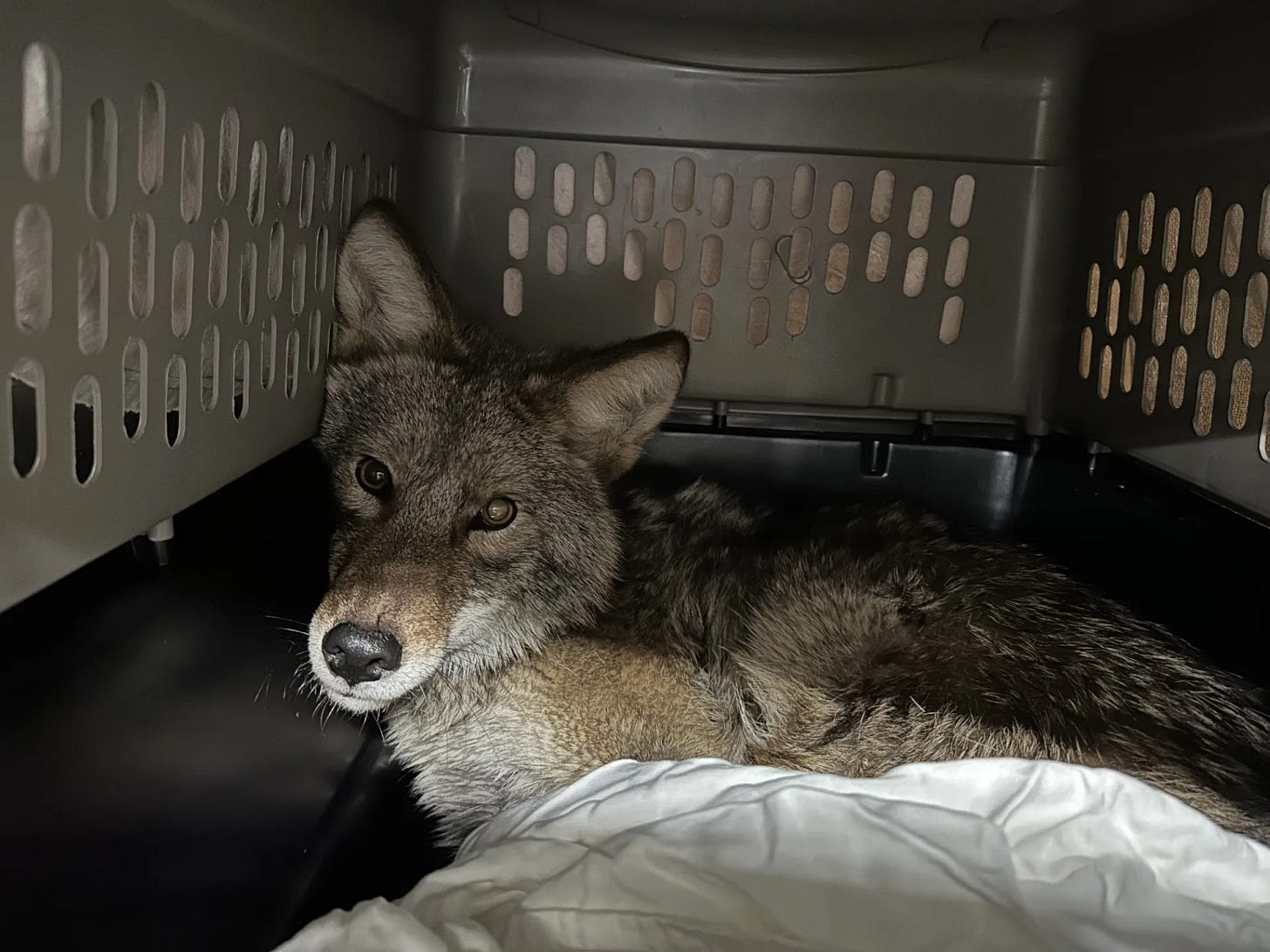 A cute coyote in a dog kennel with a blanket