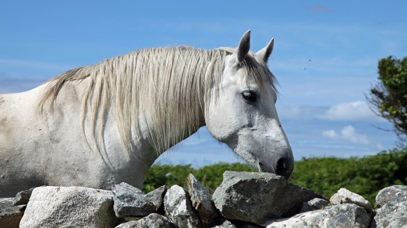 What Celtic Zodiac does the Horse represent?