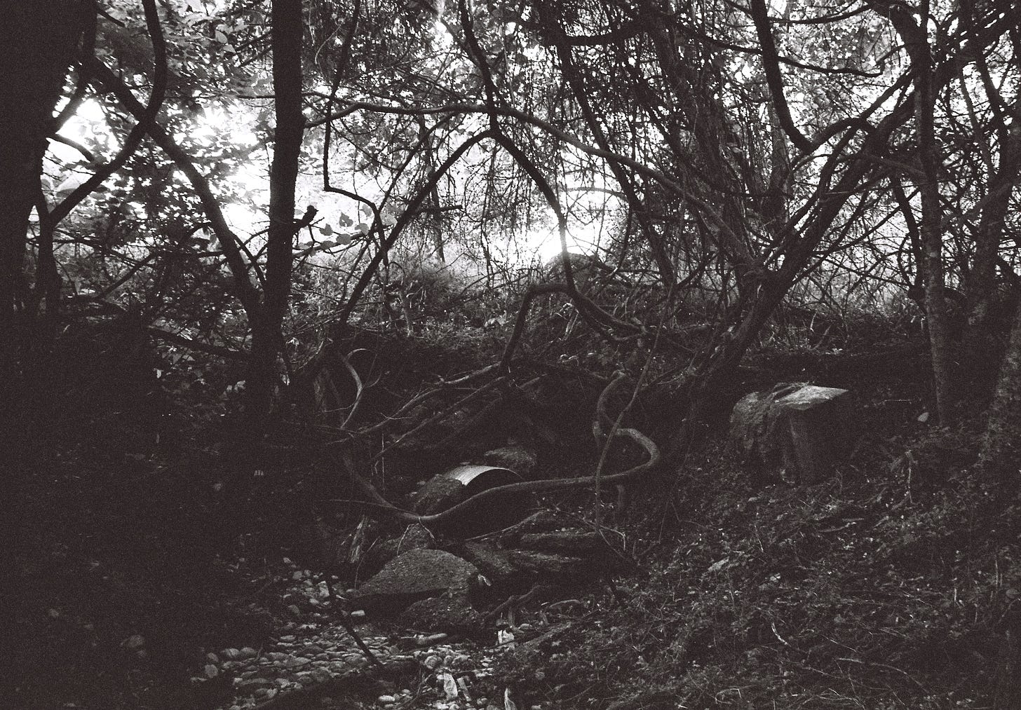 Black and white film photo of drainage culvert thick with trees and woody vines
