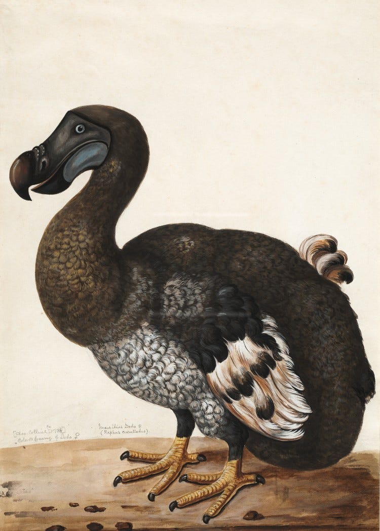 illustration of the extinct dodo illustration of the extinct dodo
