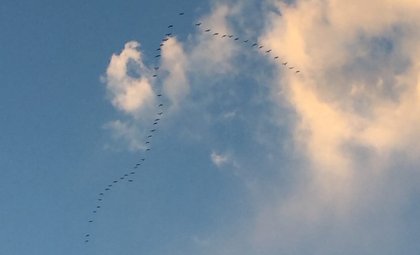 A photo of a “V” formation of birds flying across a blue sky with a smattering of sunlit clouds above them.