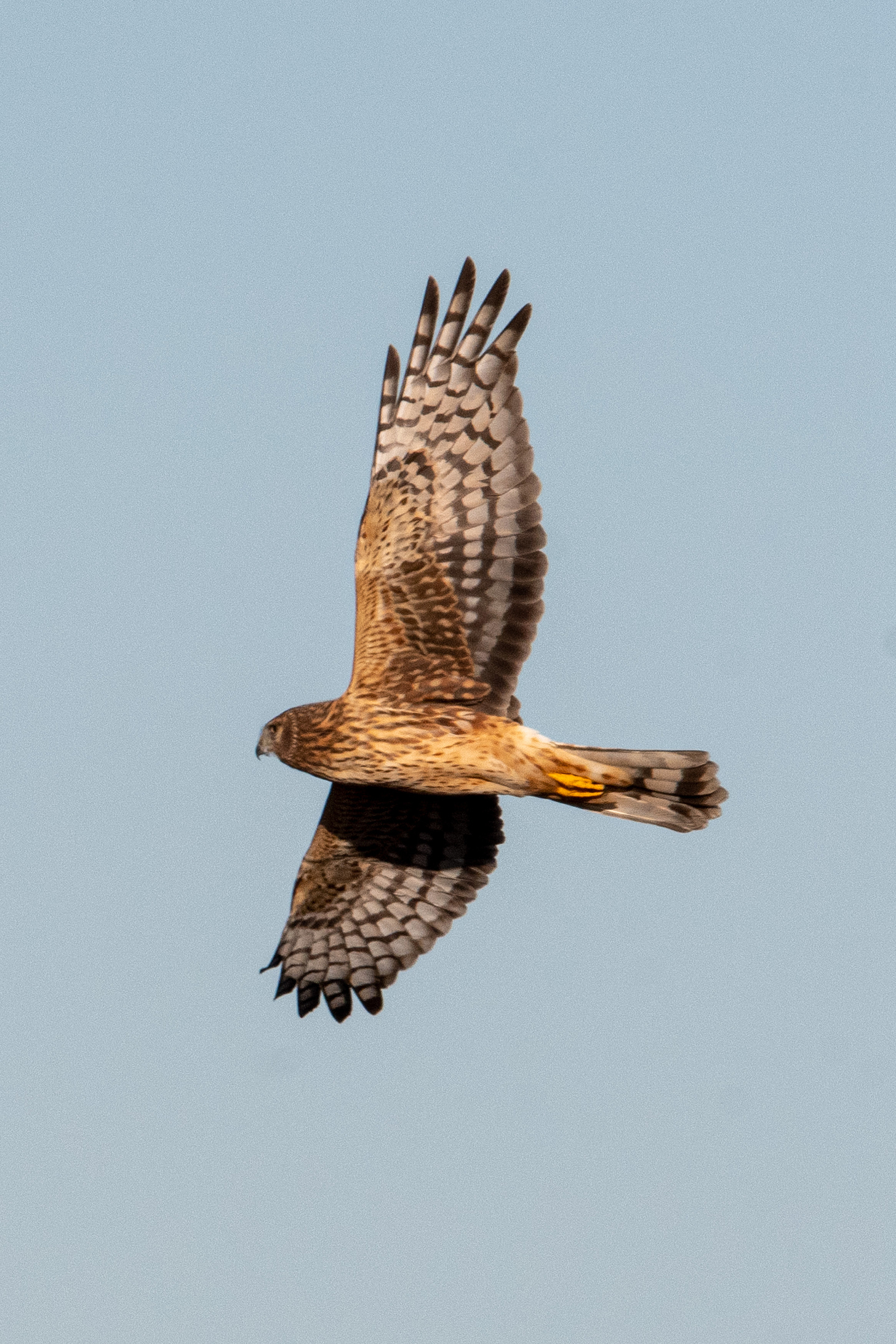 A Northern harrier, with its distinctive kitchen-timer-shaped head, seen from below as it glides overhead, wings outstretched