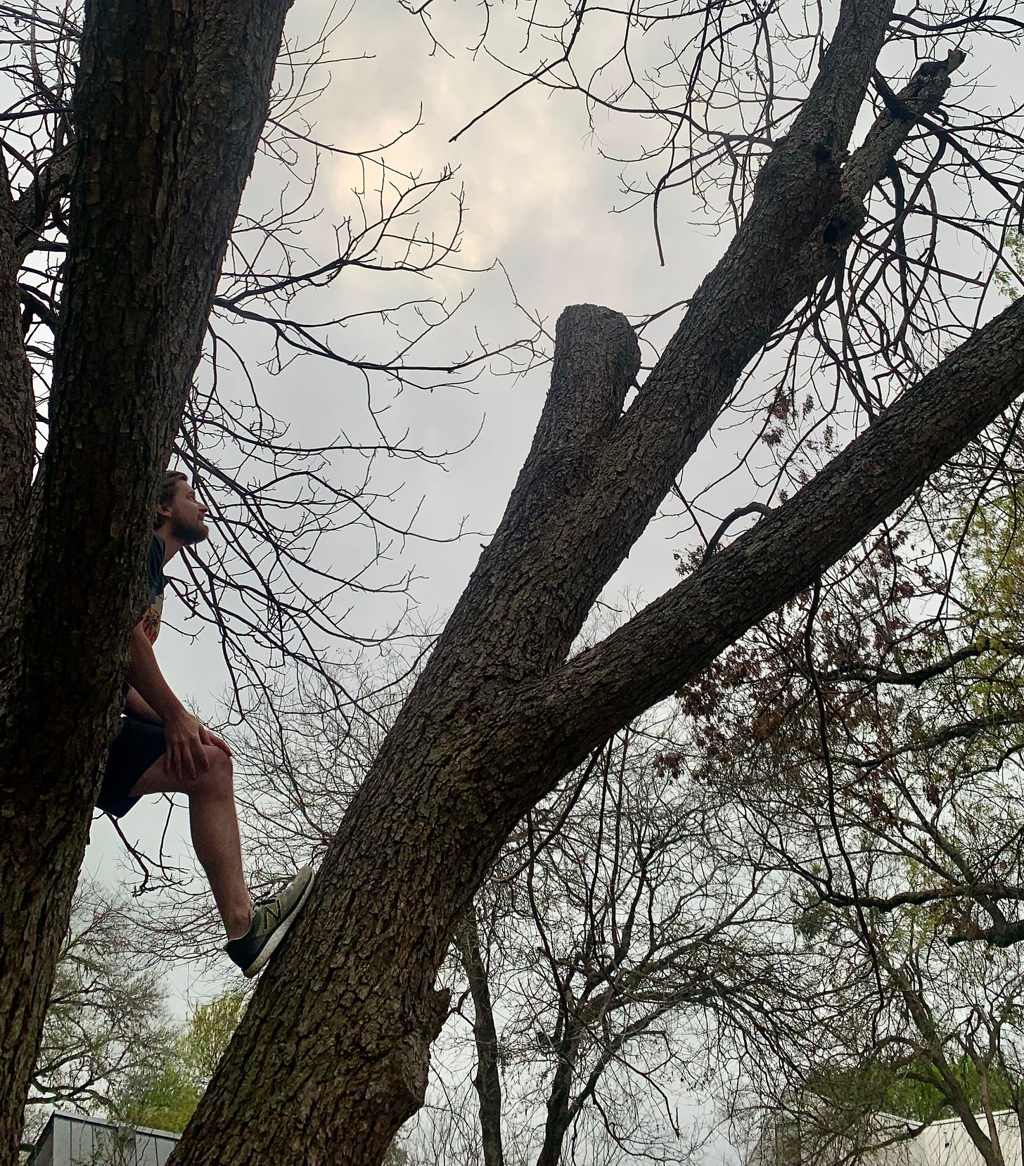 Man and cat in tree