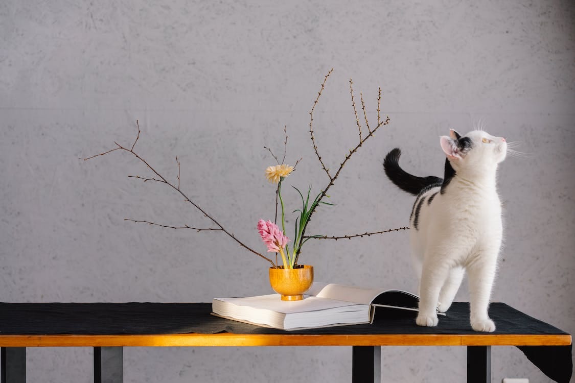 Free Photo of a Cat Near Flowers Stock Photo