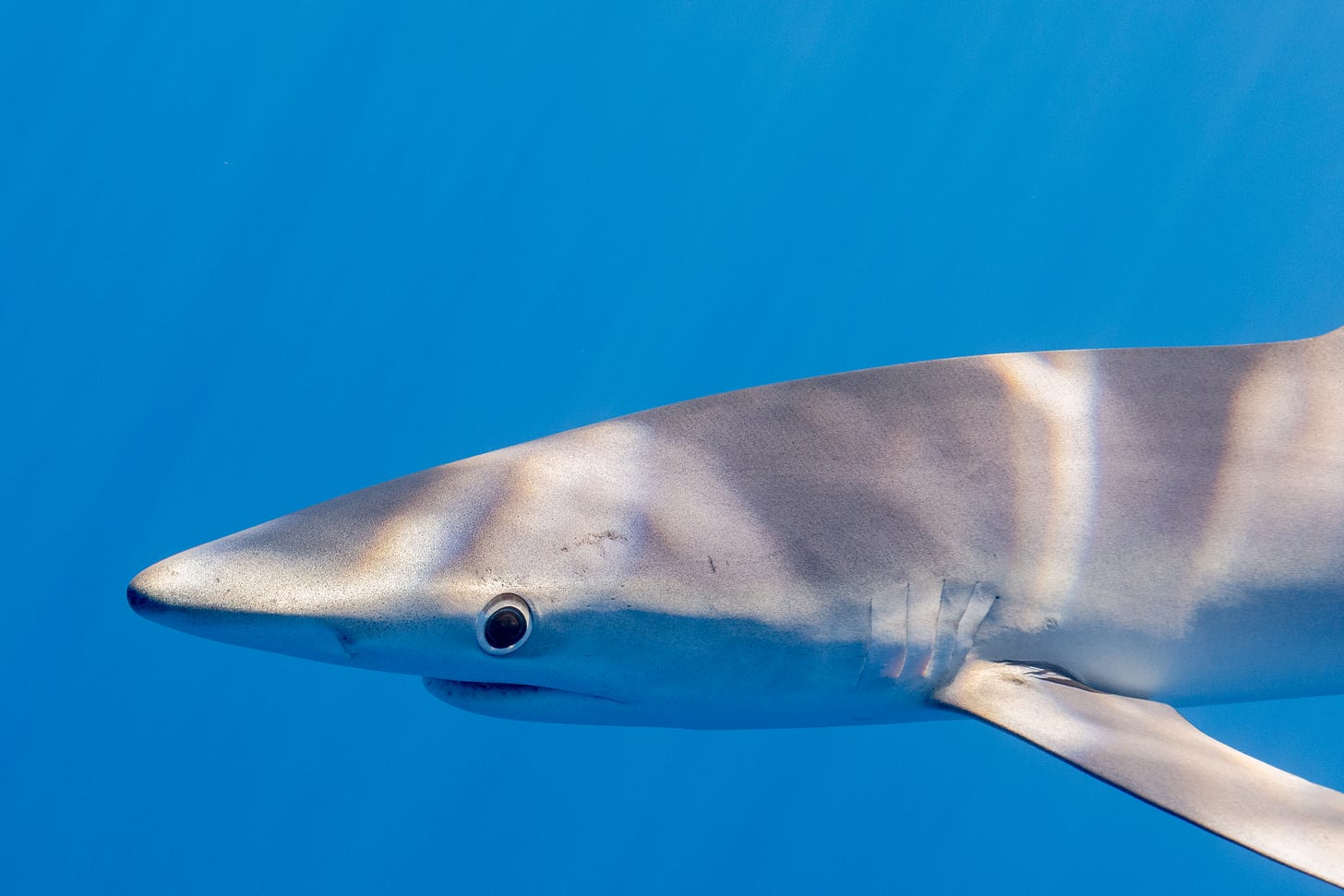 Una tintorera o tiburón azul (Prionace glauca)