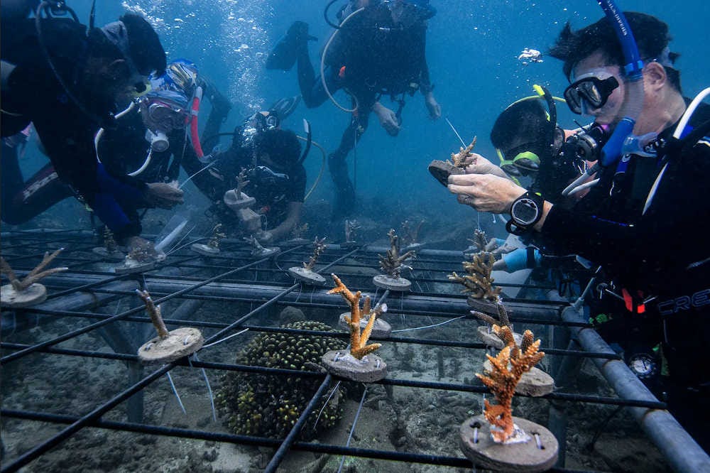 guardería de coral para la recuperación de los arrecifes en el sudeste asiático