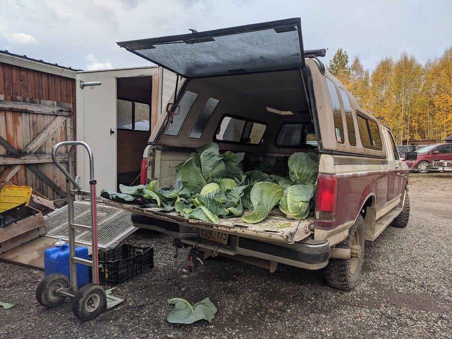 cabbages in a truck bed