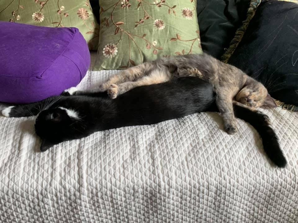 Two cats—one tuxedo, one dilute tortie—fast asleep, belly to belly, nose to butt.