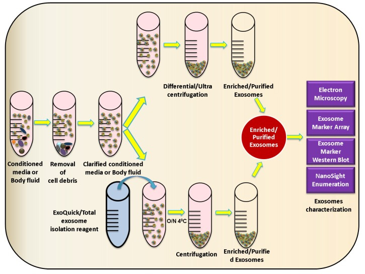 An external file that holds a picture, illustration, etc.
Object name is viruses-07-02770-g003.jpg