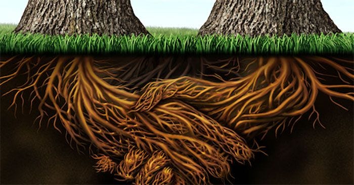 The Incredible Hidden Life of Trees | Tree, Tree roots, Aspen trees