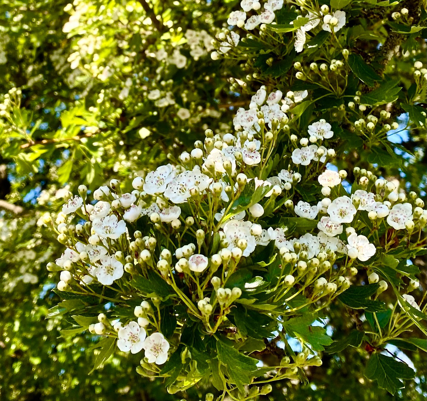 Hawthorn on May Day