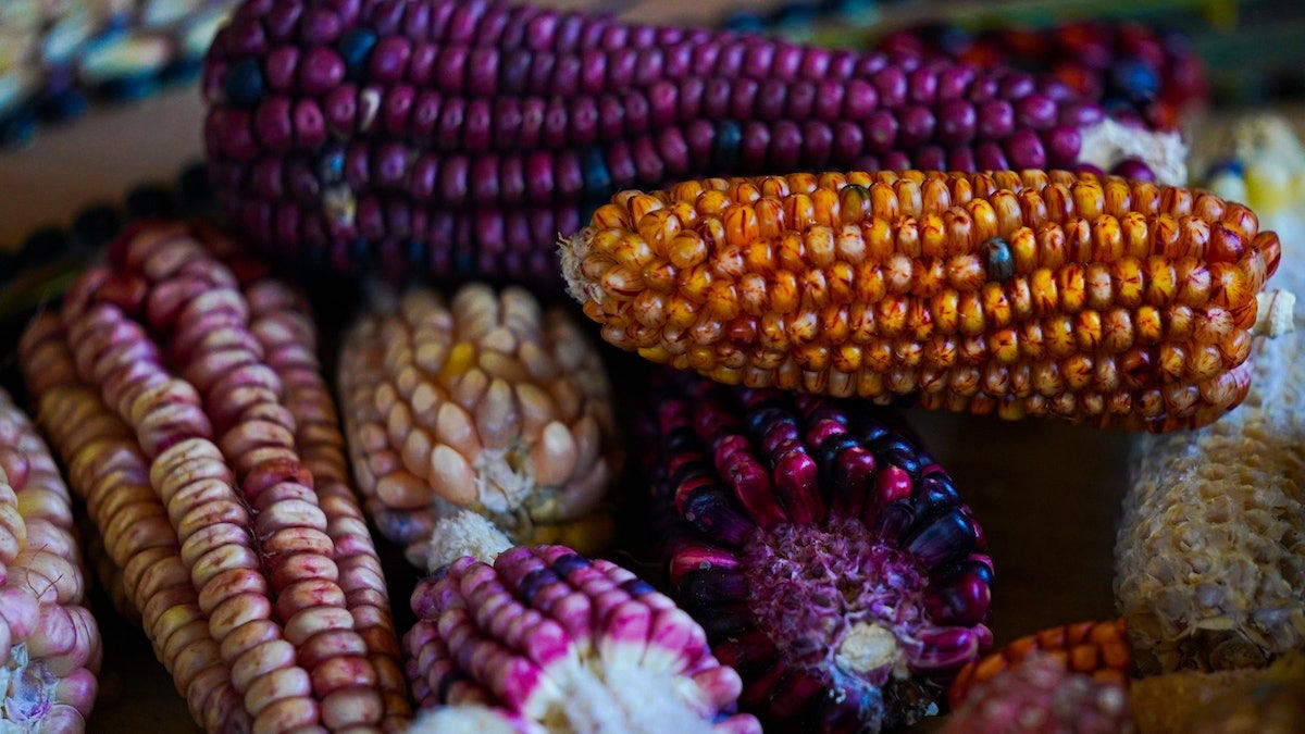 In Mexico, Heirloom Corn Makes a Comeback | Food Manufacturing