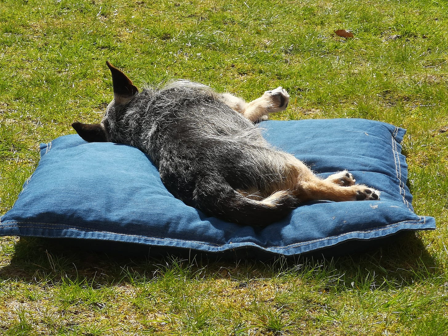 Jack the dog, a scruffy black and tan terrier, lies flopped sideways on a blue cushion in the sunshine.