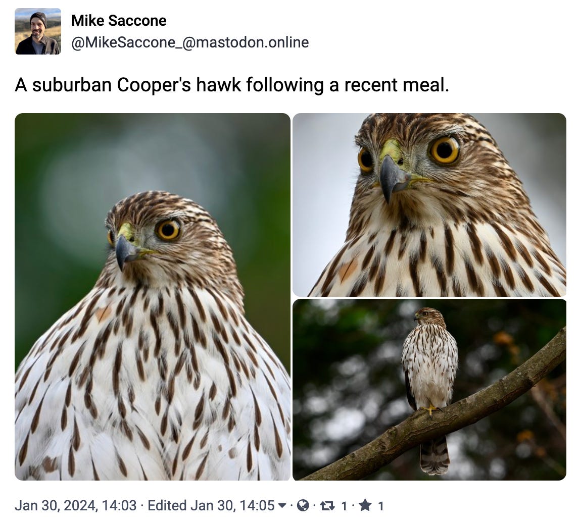 A suburban Cooper's hawk following a recent meal.