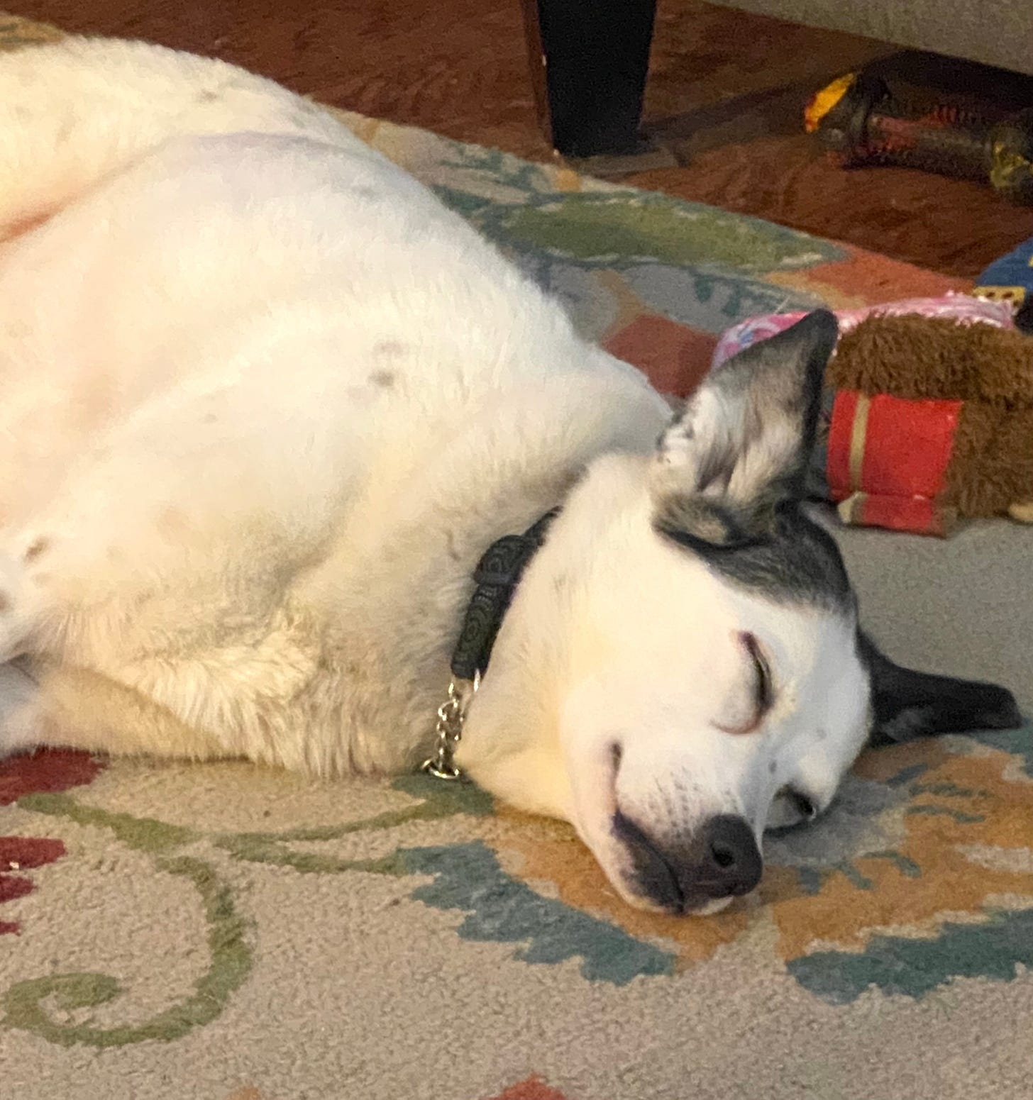 White dog with black spots and brown and black ears smiling while asleep on a multi-colored floral rug. She is surrounded with lots of dog toys.
