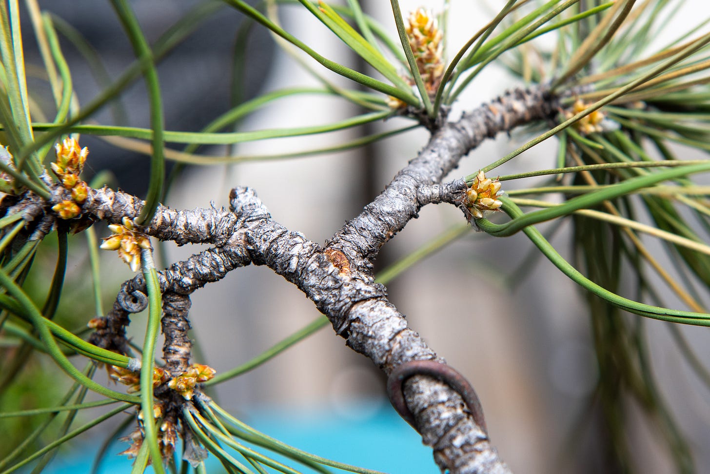 ID: Close up photo of ponderosa pine buds of needles just beginning to extend and shoot out