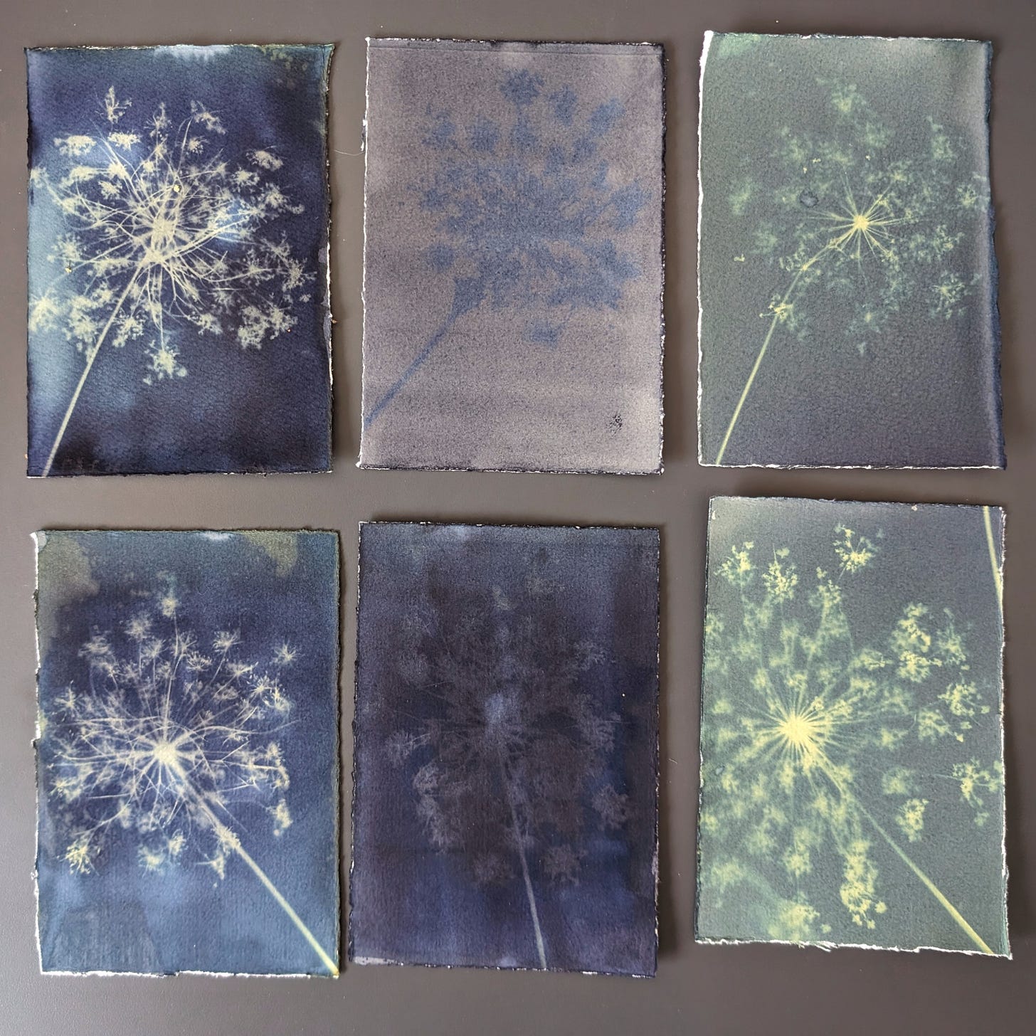 six undevelopped cyanotypes side by side