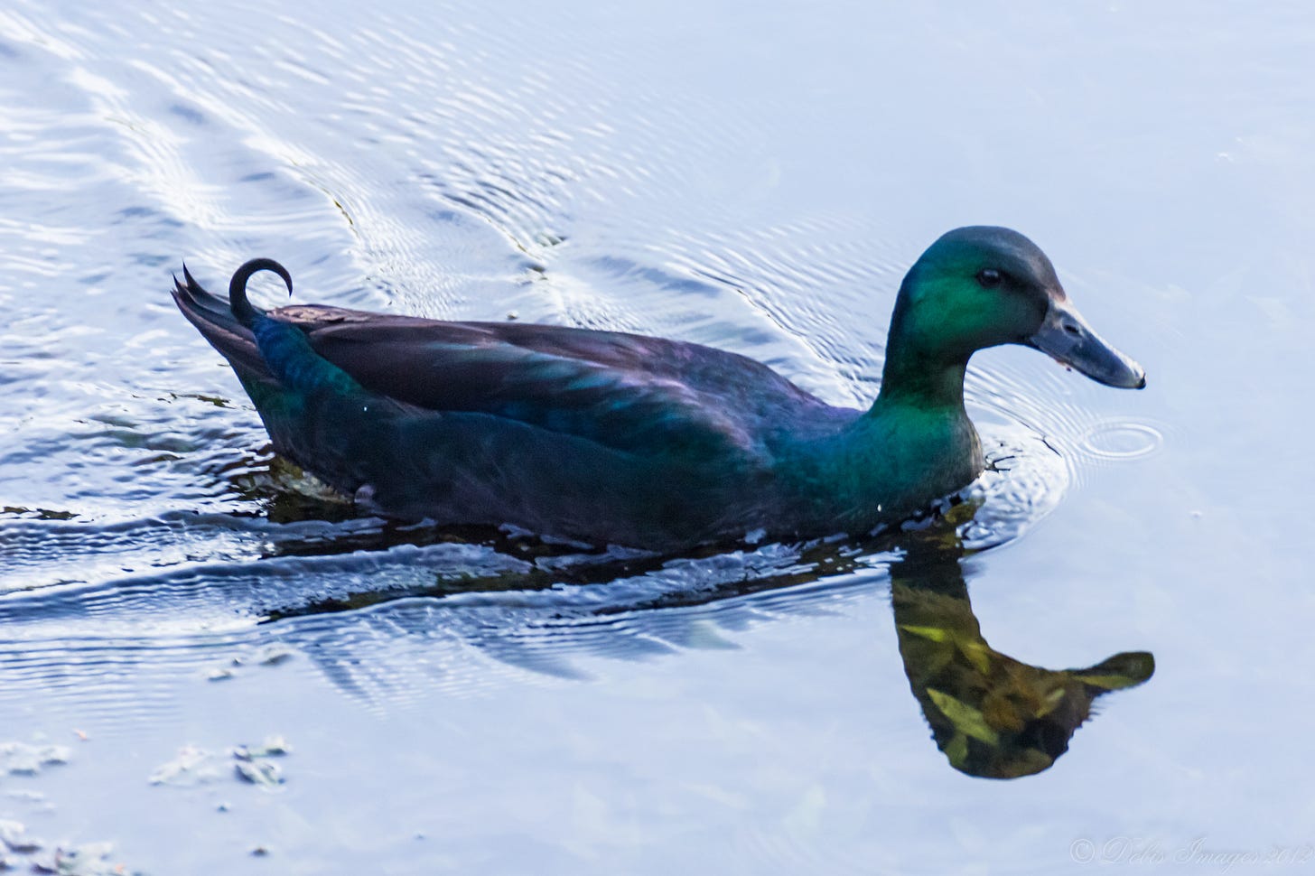 Male Cayuga duck on the water