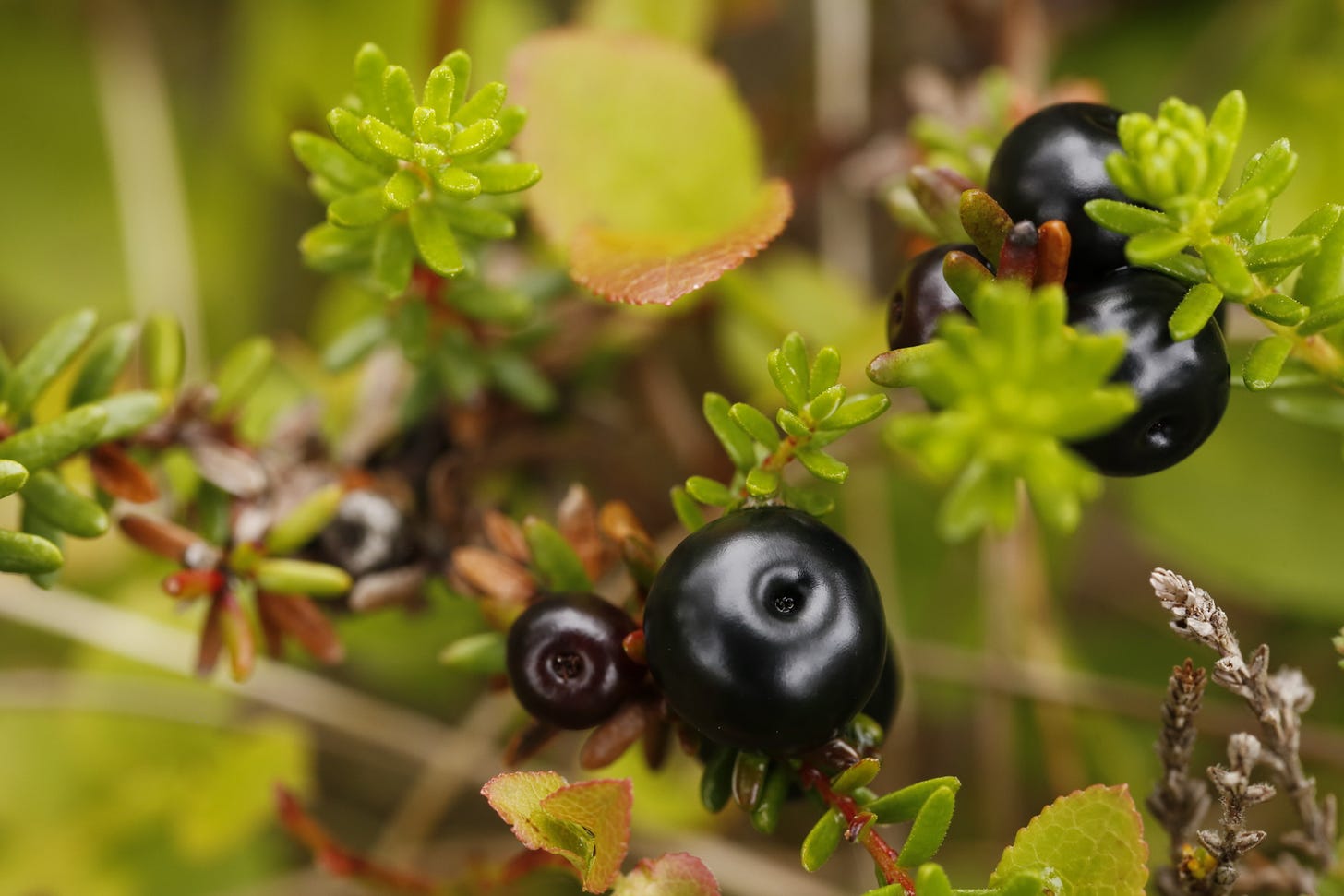 Shiny black berries and bright green leaves of crowberry (Empetrum nigrum)