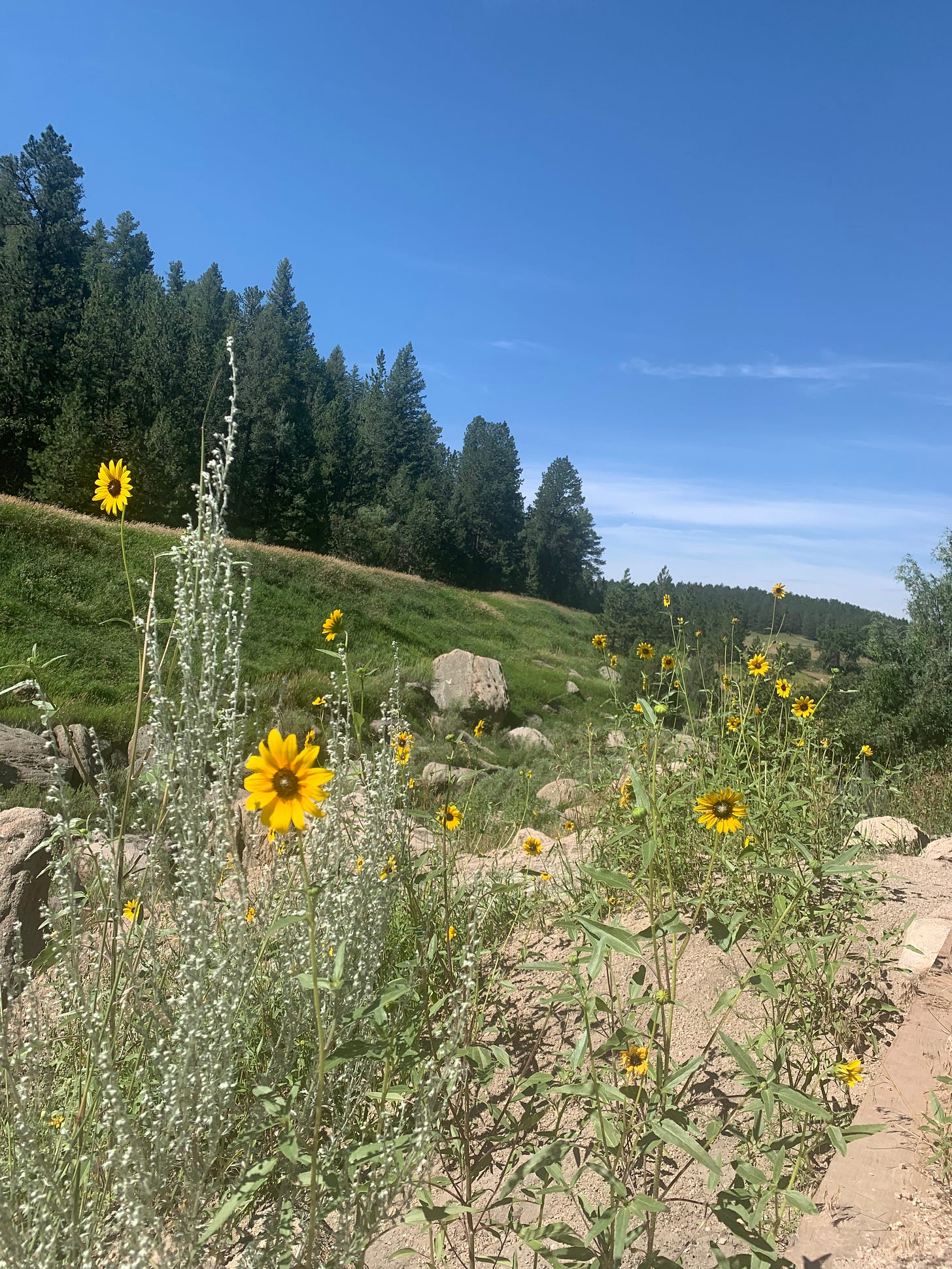 Wildflowers, mountains, backdrop of evergreens, grass, rocks, blue sky. A recent hike 