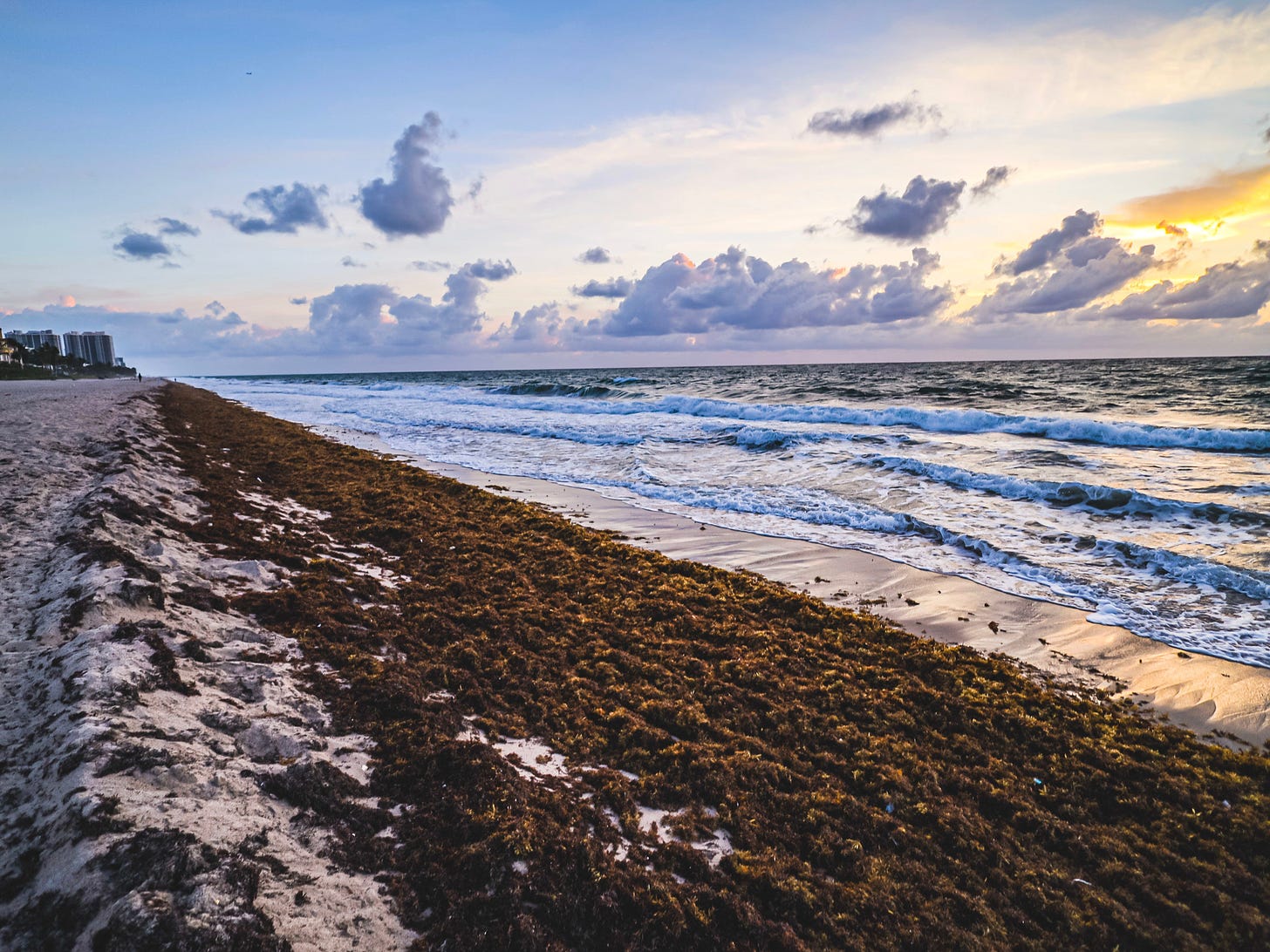 Sargassum Seaweed Fort Lauderdale MUST CREDIT Seth Platt