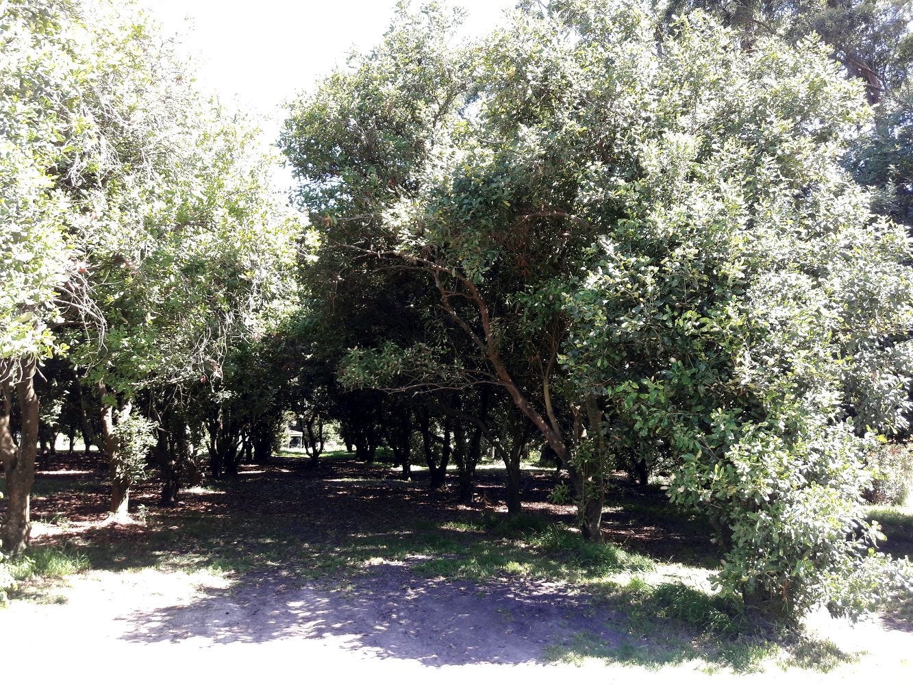 Macadamia integrifolia [trees - Medowie, NSW, 2022] sml.jpg