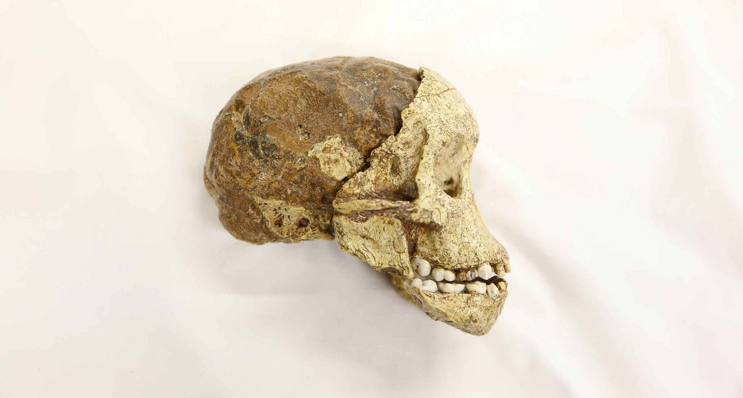 A view of the Taung skull and endocast from right lateral view
