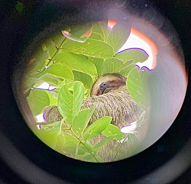 photo of a sleeping sloth in a tree