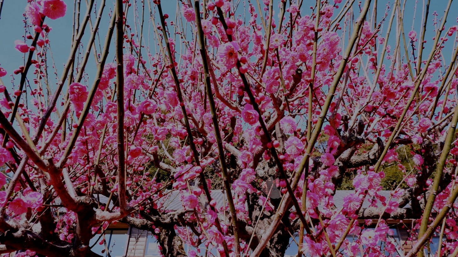 Close-up of a magenta cherry blossom tree in full bloom, with delicate petals clustered along twisting branches against a soft, blurred background.